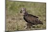 Hooded Vulture (Necrosyrtes Monachus) in Mixed Juvenile and Adult Plumage-James Hager-Mounted Premium Photographic Print