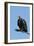 Hooded vulture (Necrosyrtes monachus), Khwai Conservation Area, Okavango Delta, Botswana, Africa-Sergio Pitamitz-Framed Photographic Print