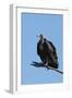 Hooded vulture (Necrosyrtes monachus), Khwai Conservation Area, Okavango Delta, Botswana, Africa-Sergio Pitamitz-Framed Photographic Print