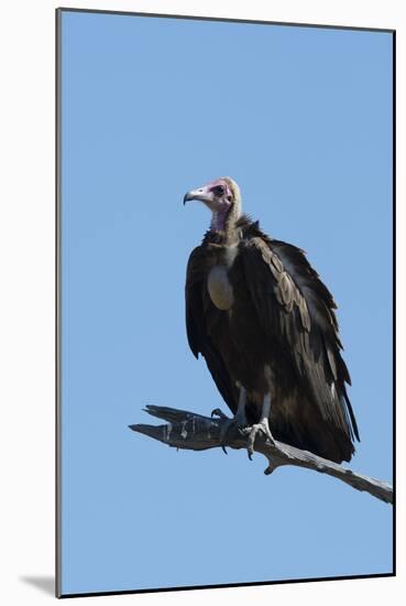 Hooded vulture (Necrosyrtes monachus), Khwai Conservation Area, Okavango Delta, Botswana, Africa-Sergio Pitamitz-Mounted Photographic Print