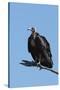 Hooded vulture (Necrosyrtes monachus), Khwai Conservation Area, Okavango Delta, Botswana, Africa-Sergio Pitamitz-Stretched Canvas