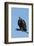 Hooded vulture (Necrosyrtes monachus), Khwai Conservation Area, Okavango Delta, Botswana, Africa-Sergio Pitamitz-Framed Photographic Print