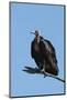 Hooded vulture (Necrosyrtes monachus), Khwai Conservation Area, Okavango Delta, Botswana, Africa-Sergio Pitamitz-Mounted Photographic Print