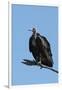 Hooded vulture (Necrosyrtes monachus), Khwai Conservation Area, Okavango Delta, Botswana, Africa-Sergio Pitamitz-Framed Photographic Print