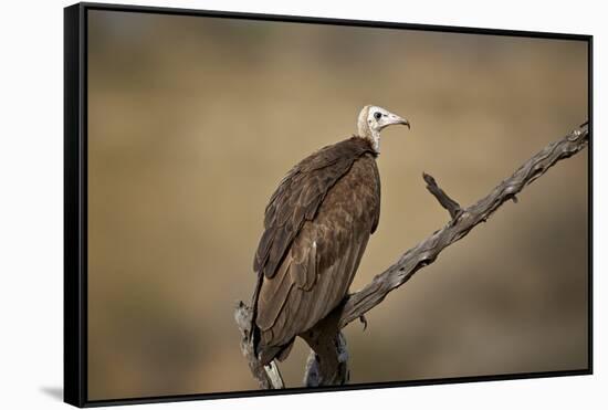 Hooded vulture (Necrosyrtes monachus), Selous Game Reserve, Tanzania, East Africa, Africa-James Hager-Framed Stretched Canvas