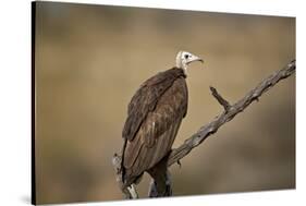 Hooded vulture (Necrosyrtes monachus), Selous Game Reserve, Tanzania, East Africa, Africa-James Hager-Stretched Canvas