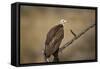 Hooded vulture (Necrosyrtes monachus), Selous Game Reserve, Tanzania, East Africa, Africa-James Hager-Framed Stretched Canvas