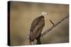 Hooded vulture (Necrosyrtes monachus), Selous Game Reserve, Tanzania, East Africa, Africa-James Hager-Stretched Canvas