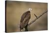 Hooded vulture (Necrosyrtes monachus), Selous Game Reserve, Tanzania, East Africa, Africa-James Hager-Stretched Canvas