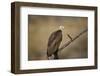 Hooded vulture (Necrosyrtes monachus), Selous Game Reserve, Tanzania, East Africa, Africa-James Hager-Framed Photographic Print