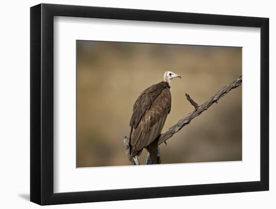 Hooded vulture (Necrosyrtes monachus), Selous Game Reserve, Tanzania, East Africa, Africa-James Hager-Framed Photographic Print