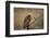 Hooded vulture (Necrosyrtes monachus), Selous Game Reserve, Tanzania, East Africa, Africa-James Hager-Framed Photographic Print