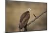 Hooded vulture (Necrosyrtes monachus), Selous Game Reserve, Tanzania, East Africa, Africa-James Hager-Mounted Photographic Print