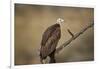 Hooded vulture (Necrosyrtes monachus), Selous Game Reserve, Tanzania, East Africa, Africa-James Hager-Framed Photographic Print