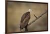 Hooded vulture (Necrosyrtes monachus), Selous Game Reserve, Tanzania, East Africa, Africa-James Hager-Framed Photographic Print