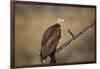 Hooded vulture (Necrosyrtes monachus), Selous Game Reserve, Tanzania, East Africa, Africa-James Hager-Framed Photographic Print