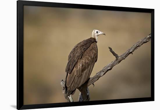 Hooded vulture (Necrosyrtes monachus), Selous Game Reserve, Tanzania, East Africa, Africa-James Hager-Framed Photographic Print