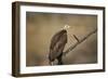 Hooded vulture (Necrosyrtes monachus), Selous Game Reserve, Tanzania, East Africa, Africa-James Hager-Framed Photographic Print