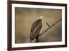 Hooded vulture (Necrosyrtes monachus), Selous Game Reserve, Tanzania, East Africa, Africa-James Hager-Framed Photographic Print