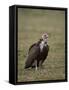 Hooded Vulture (Necrosyrtes Monachus), Serengeti National Park, Tanzania, East Africa, Africa-James Hager-Framed Stretched Canvas