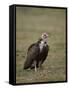 Hooded Vulture (Necrosyrtes Monachus), Serengeti National Park, Tanzania, East Africa, Africa-James Hager-Framed Stretched Canvas
