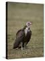 Hooded Vulture (Necrosyrtes Monachus), Serengeti National Park, Tanzania, East Africa, Africa-James Hager-Stretched Canvas