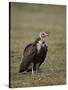 Hooded Vulture (Necrosyrtes Monachus), Serengeti National Park, Tanzania, East Africa, Africa-James Hager-Stretched Canvas