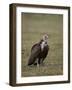 Hooded Vulture (Necrosyrtes Monachus), Serengeti National Park, Tanzania, East Africa, Africa-James Hager-Framed Photographic Print