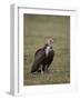 Hooded Vulture (Necrosyrtes Monachus), Serengeti National Park, Tanzania, East Africa, Africa-James Hager-Framed Photographic Print
