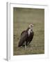 Hooded Vulture (Necrosyrtes Monachus), Serengeti National Park, Tanzania, East Africa, Africa-James Hager-Framed Photographic Print