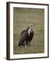 Hooded Vulture (Necrosyrtes Monachus), Serengeti National Park, Tanzania, East Africa, Africa-James Hager-Framed Photographic Print