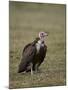 Hooded Vulture (Necrosyrtes Monachus), Serengeti National Park, Tanzania, East Africa, Africa-James Hager-Mounted Photographic Print