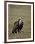 Hooded Vulture (Necrosyrtes Monachus), Serengeti National Park, Tanzania, East Africa, Africa-James Hager-Framed Photographic Print