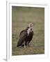 Hooded Vulture (Necrosyrtes Monachus), Serengeti National Park, Tanzania, East Africa, Africa-James Hager-Framed Photographic Print