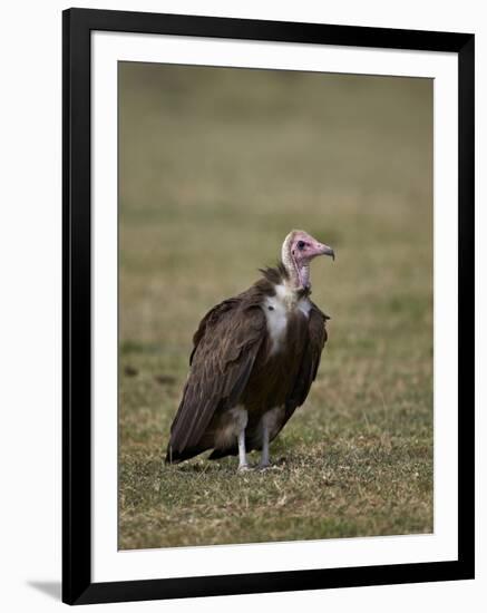 Hooded Vulture (Necrosyrtes Monachus), Serengeti National Park, Tanzania, East Africa, Africa-James Hager-Framed Photographic Print