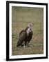 Hooded Vulture (Necrosyrtes Monachus), Serengeti National Park, Tanzania, East Africa, Africa-James Hager-Framed Photographic Print