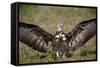 Hooded Vulture (Necrosyrtes Monachus) with Wings Spread-James Hager-Framed Stretched Canvas