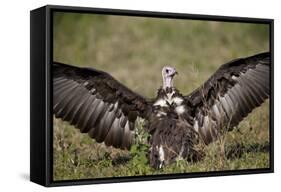 Hooded Vulture (Necrosyrtes Monachus) with Wings Spread-James Hager-Framed Stretched Canvas