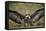 Hooded Vulture (Necrosyrtes Monachus) with Wings Spread-James Hager-Framed Stretched Canvas