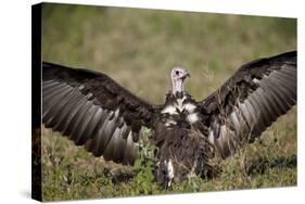 Hooded Vulture (Necrosyrtes Monachus) with Wings Spread-James Hager-Stretched Canvas