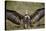 Hooded Vulture (Necrosyrtes Monachus) with Wings Spread-James Hager-Stretched Canvas