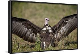 Hooded Vulture (Necrosyrtes Monachus) with Wings Spread-James Hager-Framed Photographic Print