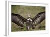 Hooded Vulture (Necrosyrtes Monachus) with Wings Spread-James Hager-Framed Photographic Print