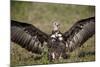 Hooded Vulture (Necrosyrtes Monachus) with Wings Spread-James Hager-Mounted Photographic Print