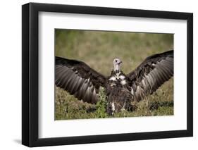 Hooded Vulture (Necrosyrtes Monachus) with Wings Spread-James Hager-Framed Premium Photographic Print