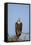 Hooded Vulture (Necrosyrtes Monachus)-James Hager-Framed Stretched Canvas