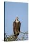 Hooded Vulture (Necrosyrtes Monachus)-James Hager-Stretched Canvas