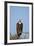 Hooded Vulture (Necrosyrtes Monachus)-James Hager-Framed Photographic Print