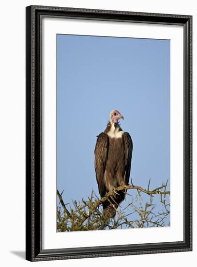 Hooded Vulture (Necrosyrtes Monachus)-James Hager-Framed Photographic Print