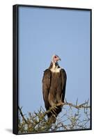 Hooded Vulture (Necrosyrtes Monachus)-James Hager-Framed Photographic Print